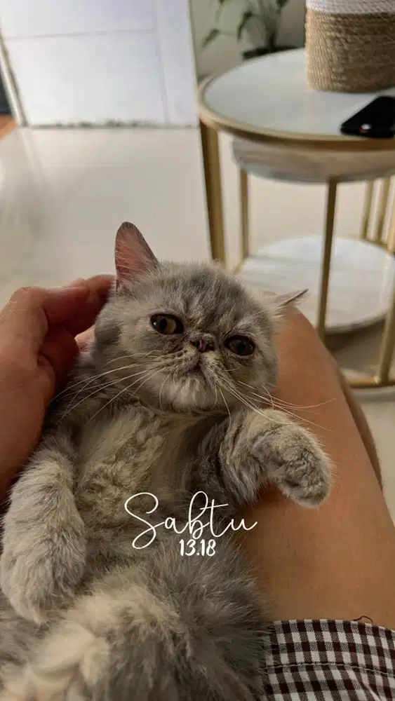 Kucing exotic persia