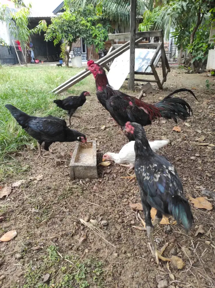 Ayam Pakhoy mix Mangon
