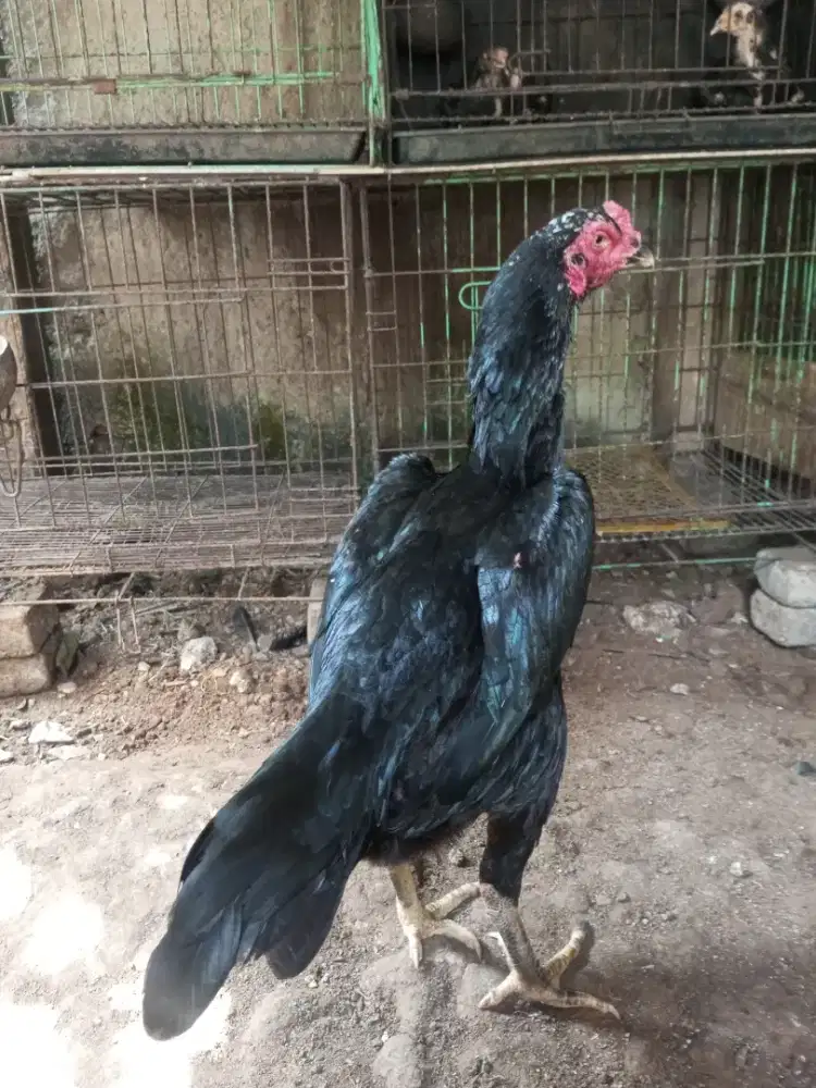 ayam bangkok indukan big size