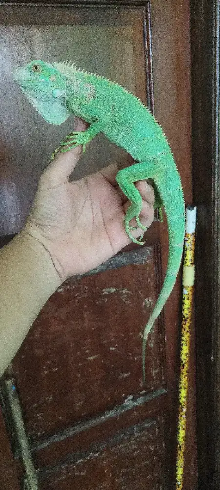 Iguana blue juve jantan