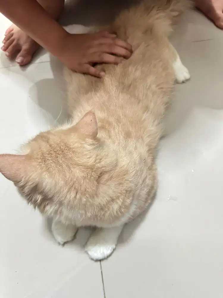 Kucing persia dewasa