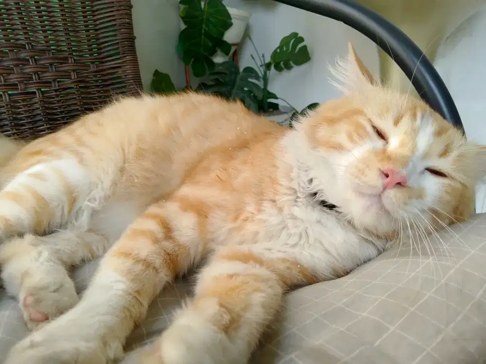 Kucing orange persia medium