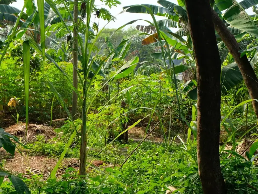 Dijual Kavling di Lokasi Strategis di Cibubur , Jakarta Timur