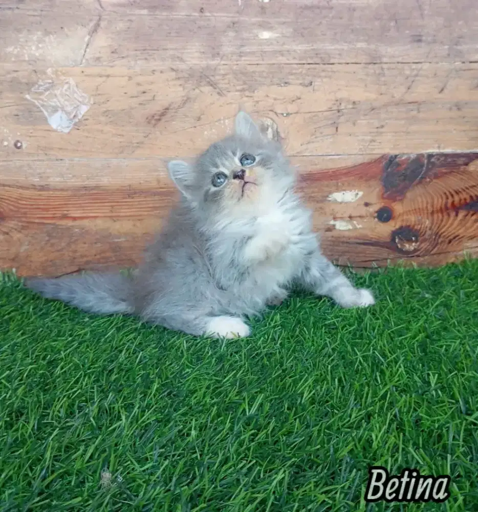 Persia medium Longhair