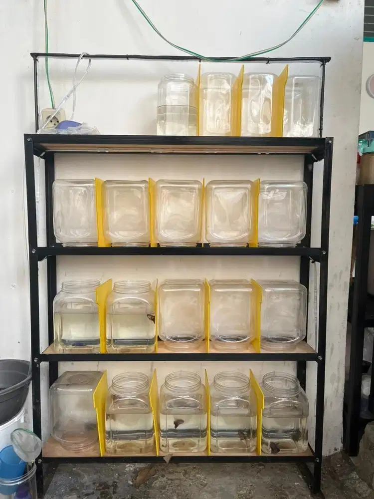 RAK IKAN 4 SUSUN - TOPLES 3 LITER - FREE SEKAT