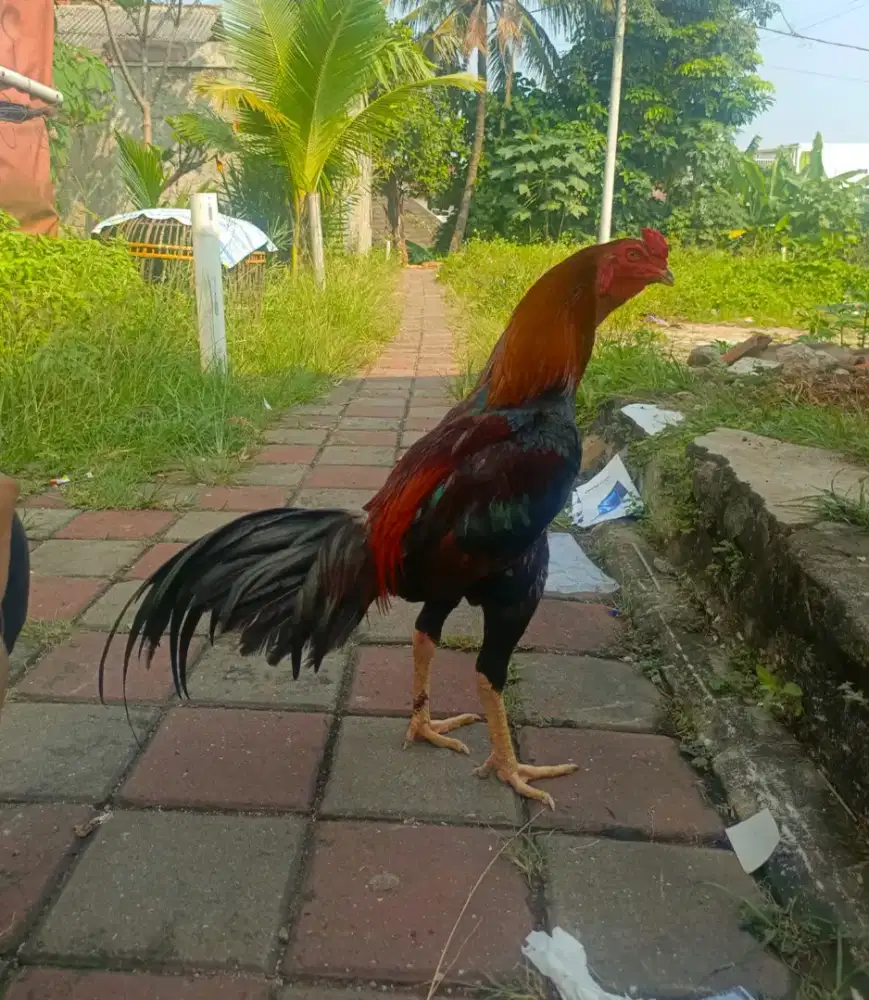 Ayam BK x pakoy