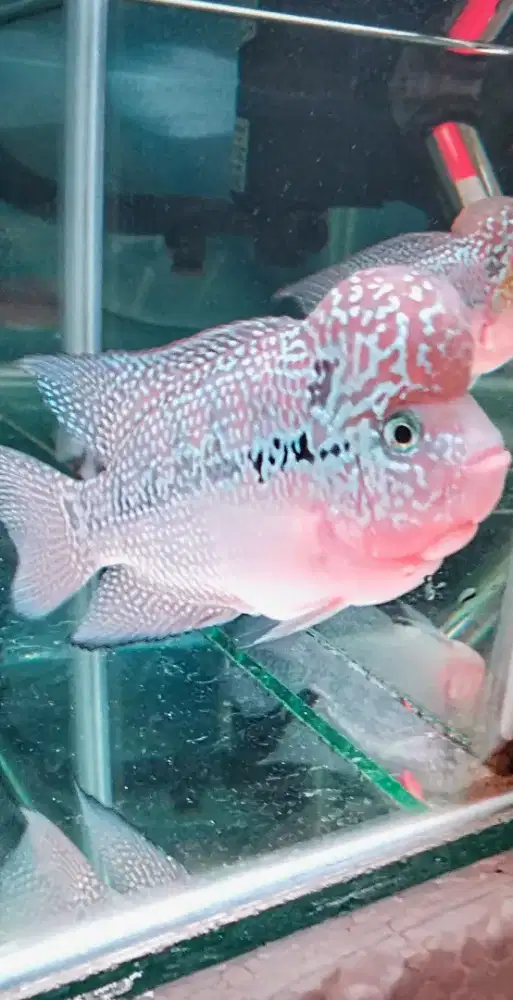 Louhan kamfa f3 mata putih