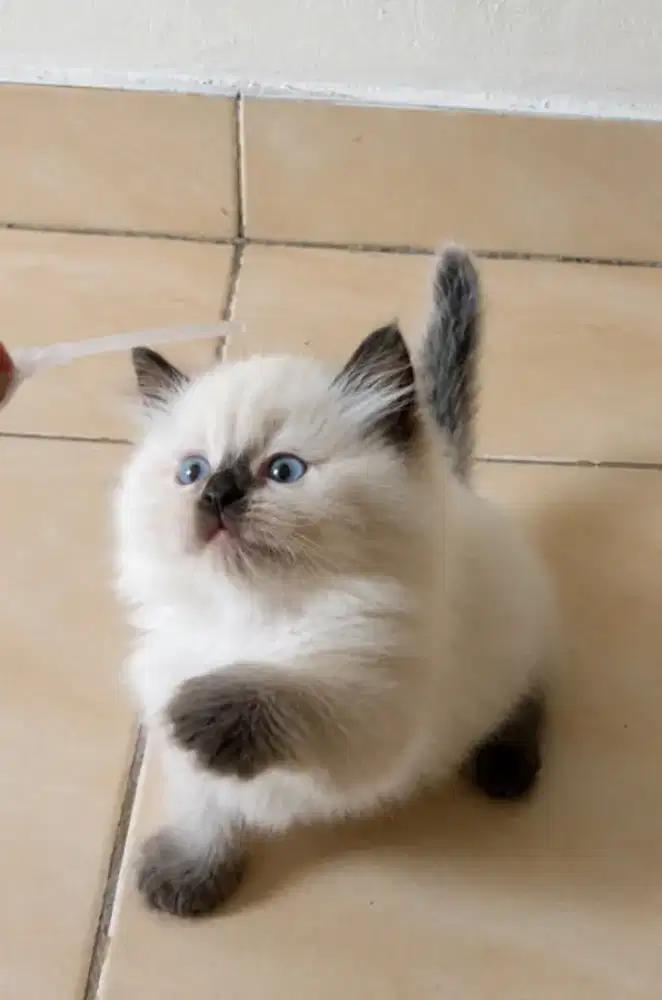 Munchkin ragdoll betina berkualitas