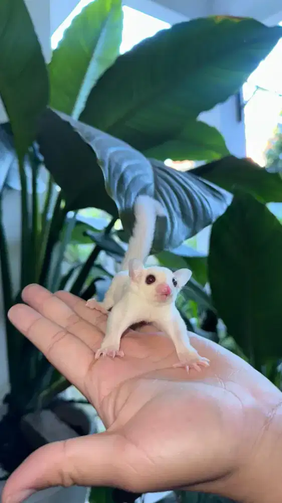 SUGAR GLIDER CREAMINO MOZAIK