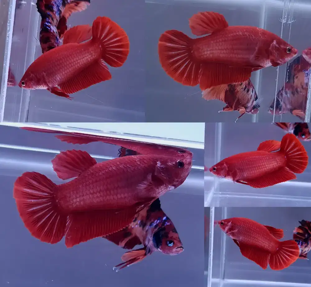 ikan cupang betina giant super red