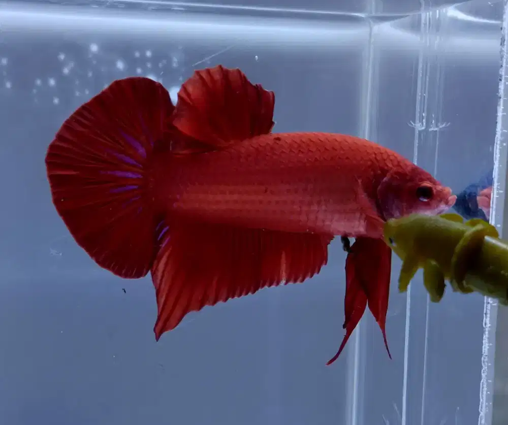 ikan cupang giant super red bo 5 Cm