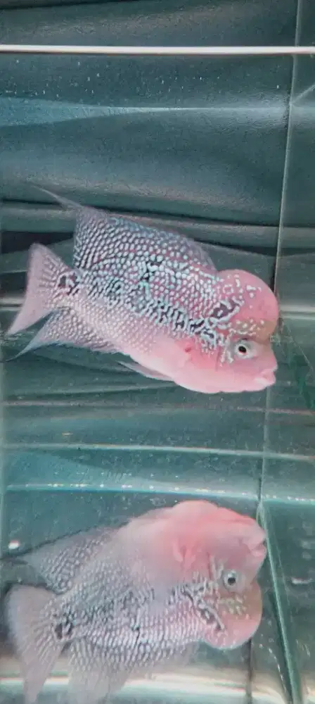 Louhan kamfa f3 mata putih