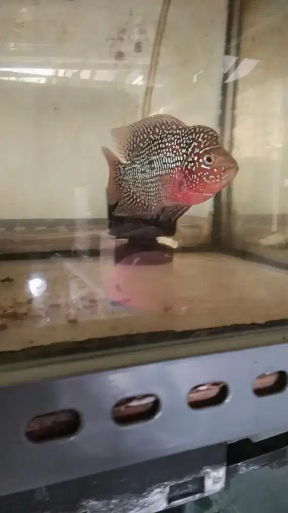 Louhan kamfa f3 merah merona