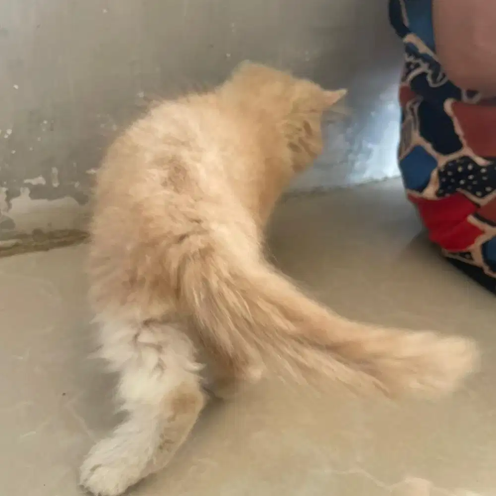 KITTEN PERSIA JANTAN UMUR 2 BULAN