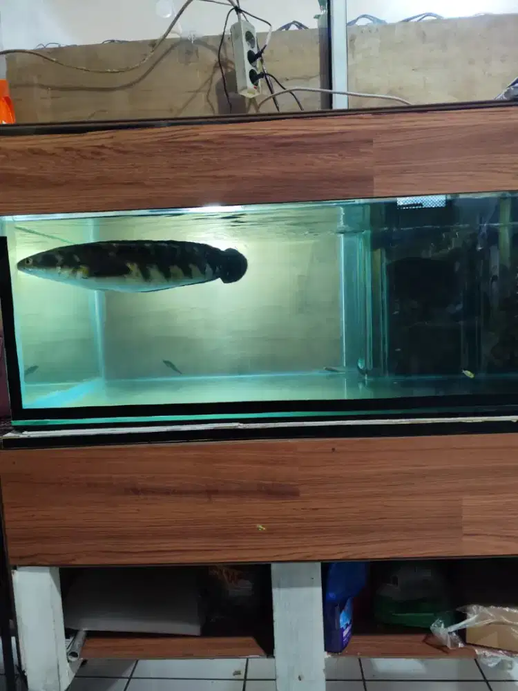 Channa maru 45cm+aquarium 100cmx55cmx40cm filter dalam kaca 8ml