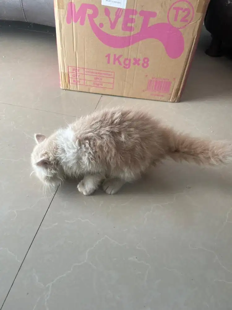 PERSIA KITTEN JANTAN UMUR 2 BULAN