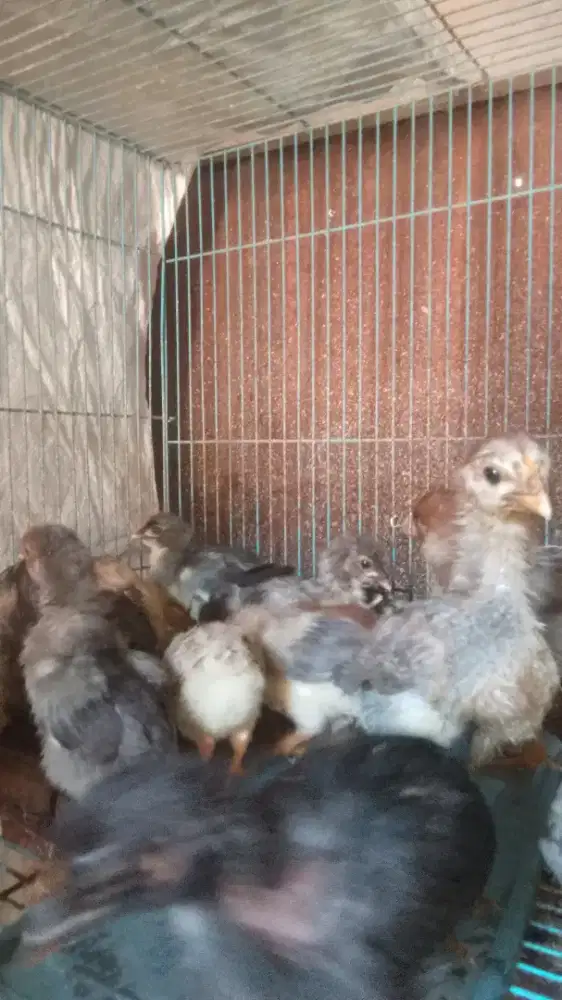 Jual anak ayam kampung