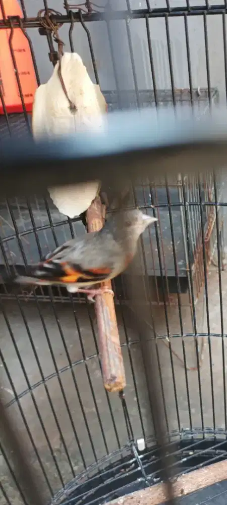 Jual burung red siskin betina