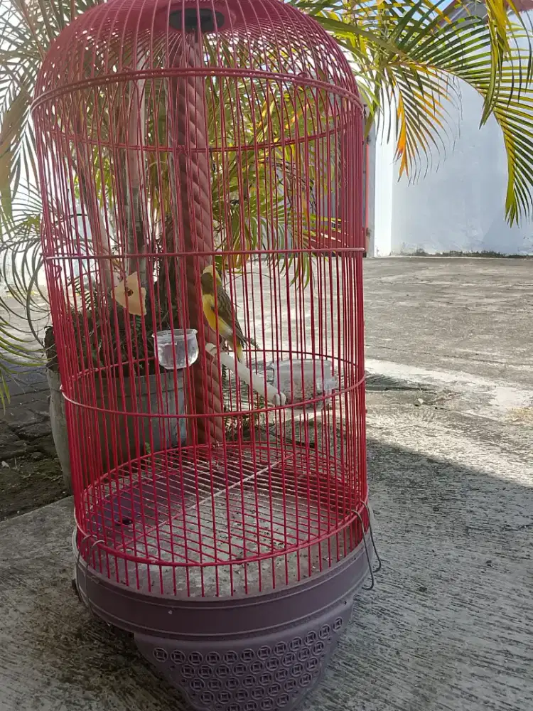 Kenari Bon kuning gacor perdana + Sangkar besi
