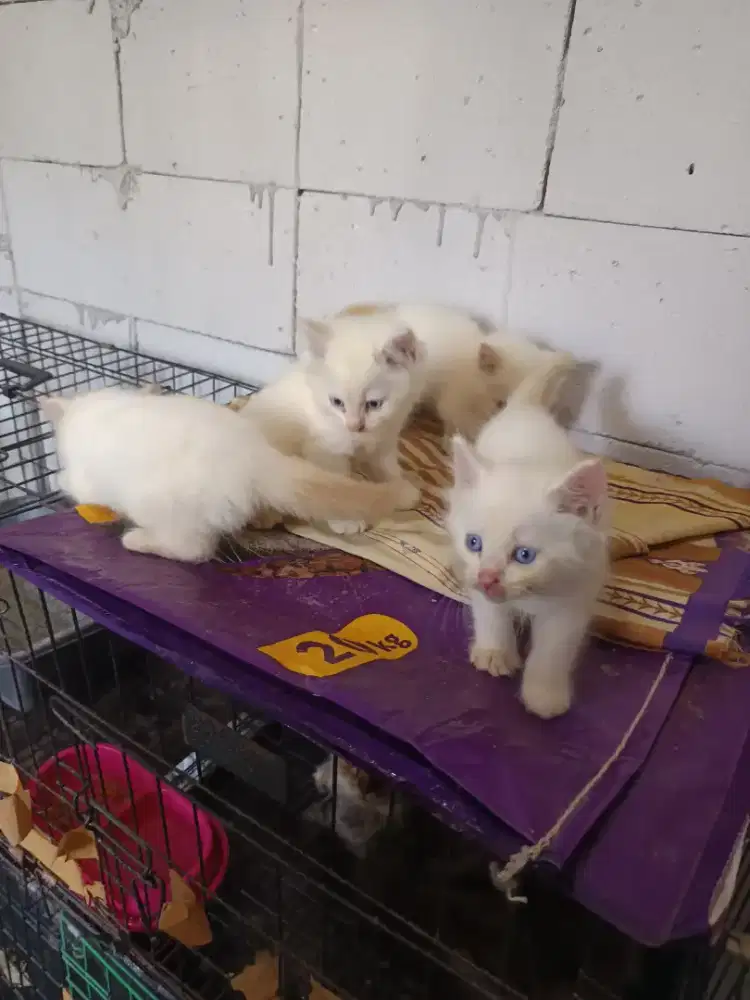 KITTEN KUCING PERSIA HIMALAYAN LONG HAIR