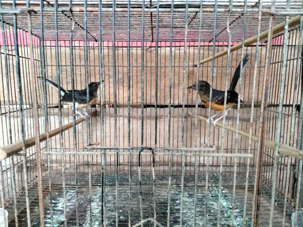 Murai batu trotol