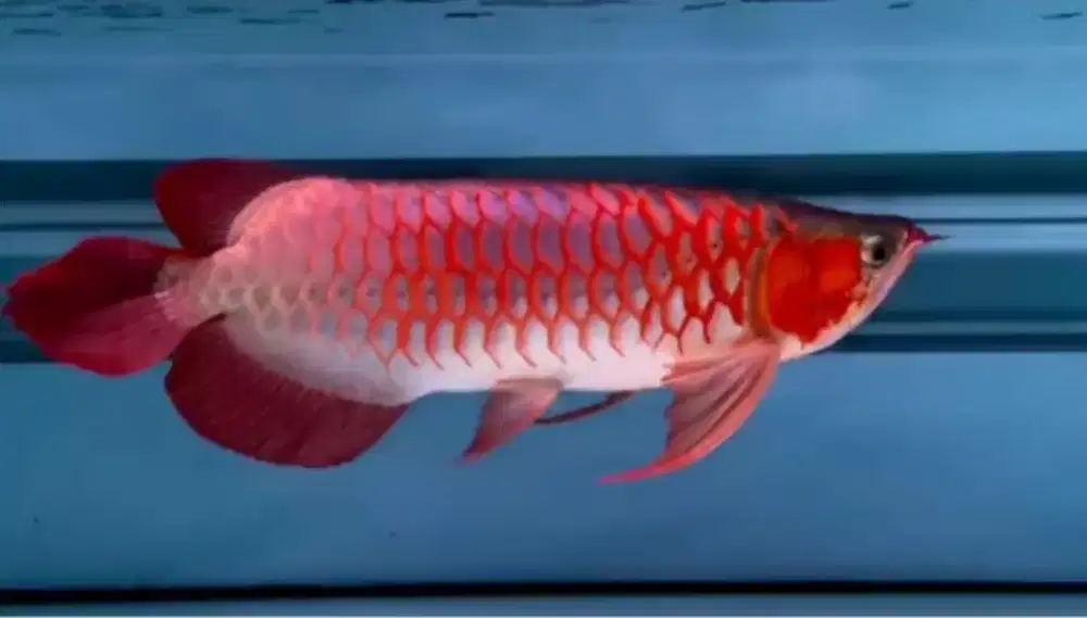 Arwana super Red cakep