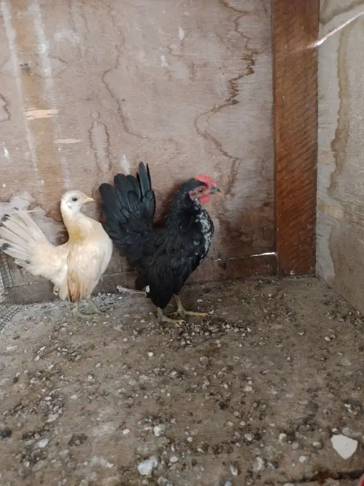 Ayam serama ori remaja