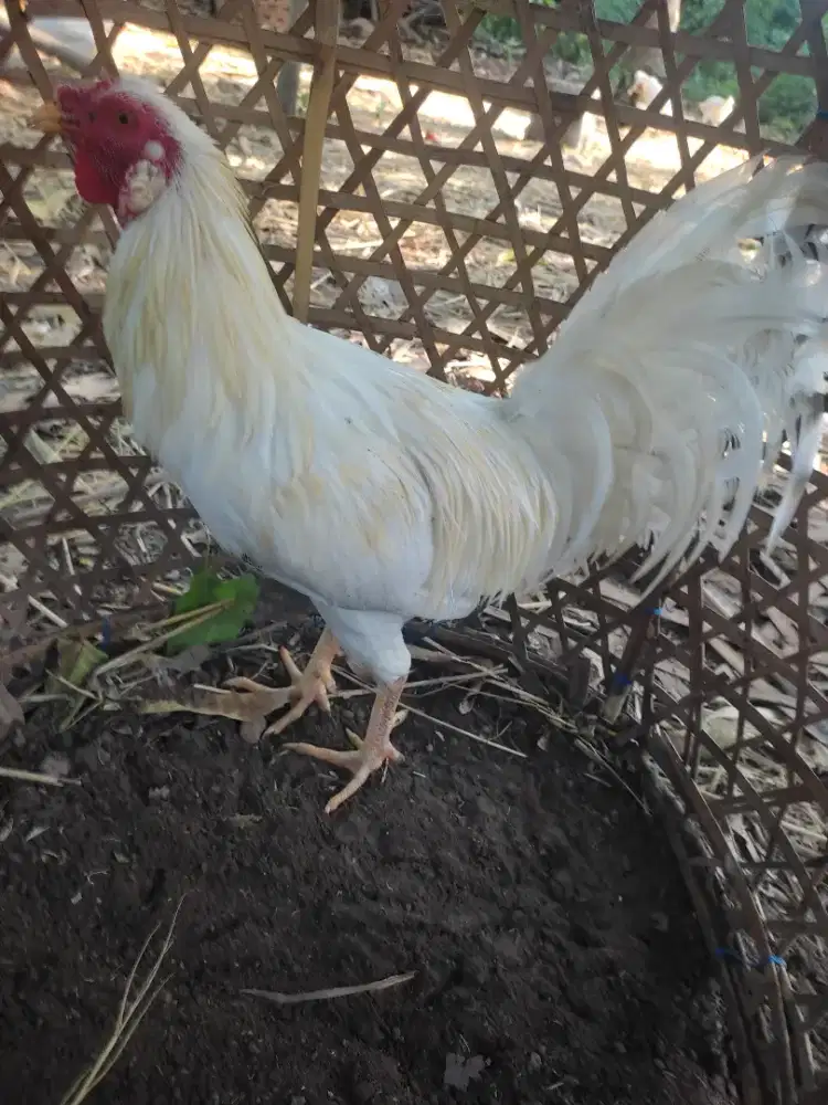 Jual ayam sekuning  gondala