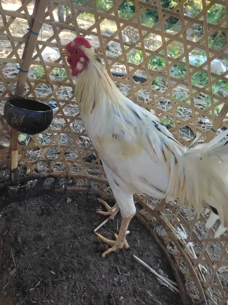 Dijual segara ayam bali srawah kuning