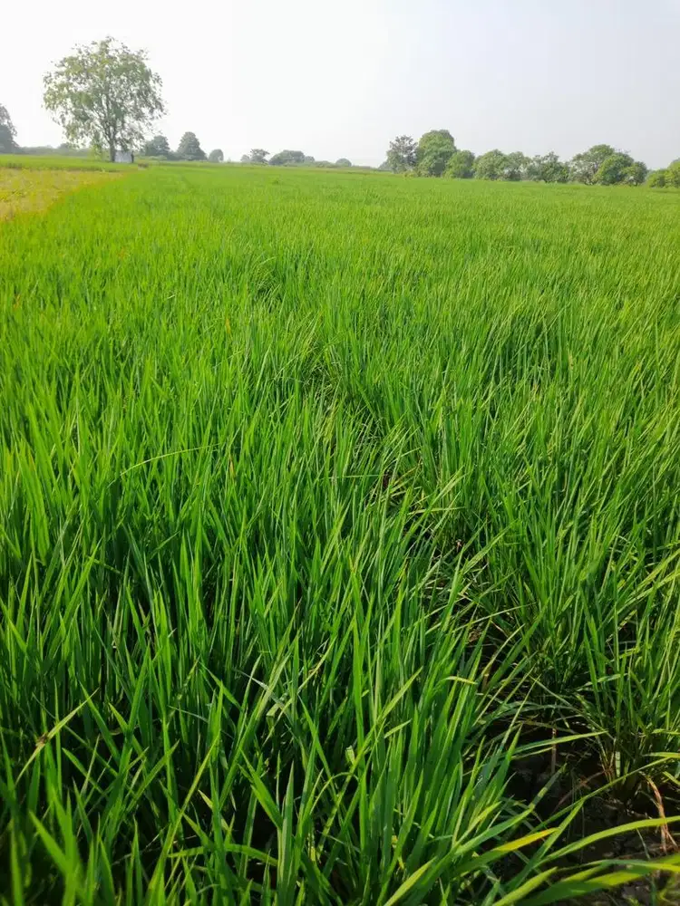 Dijual Sawah di Sukawangi Bekasi