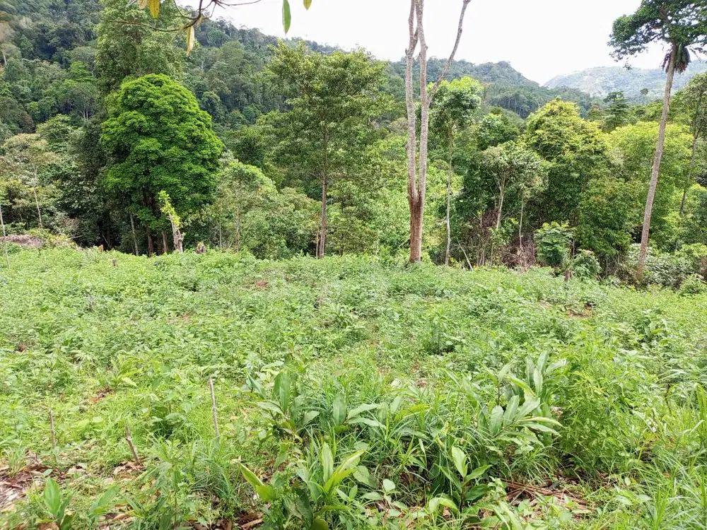 Disewakan tanah 1 Ha cocok untuk berkebun dan beternak