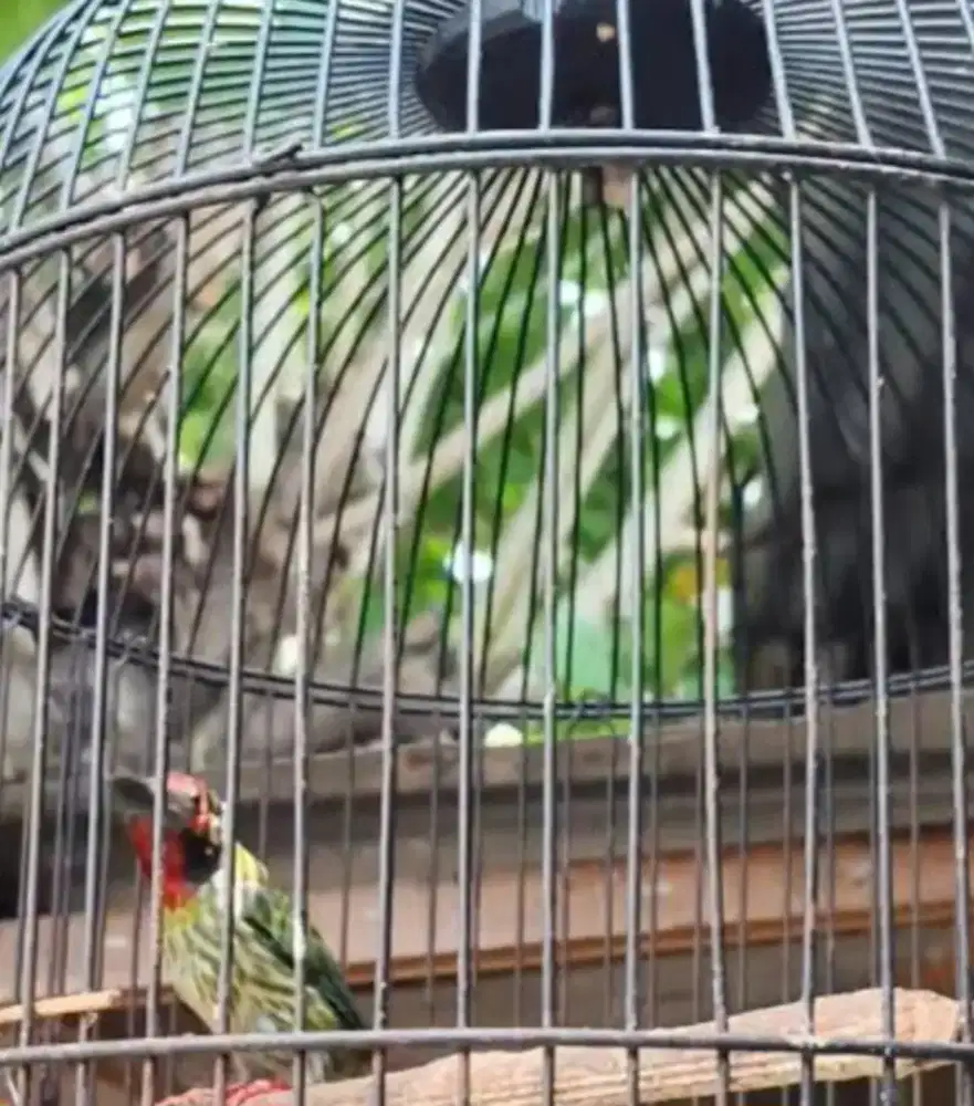 Burung ungkut ungkut jantan merah