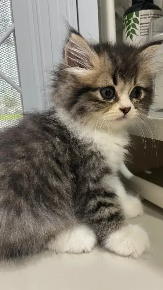 Kitten Persia Betina 3 Bulan