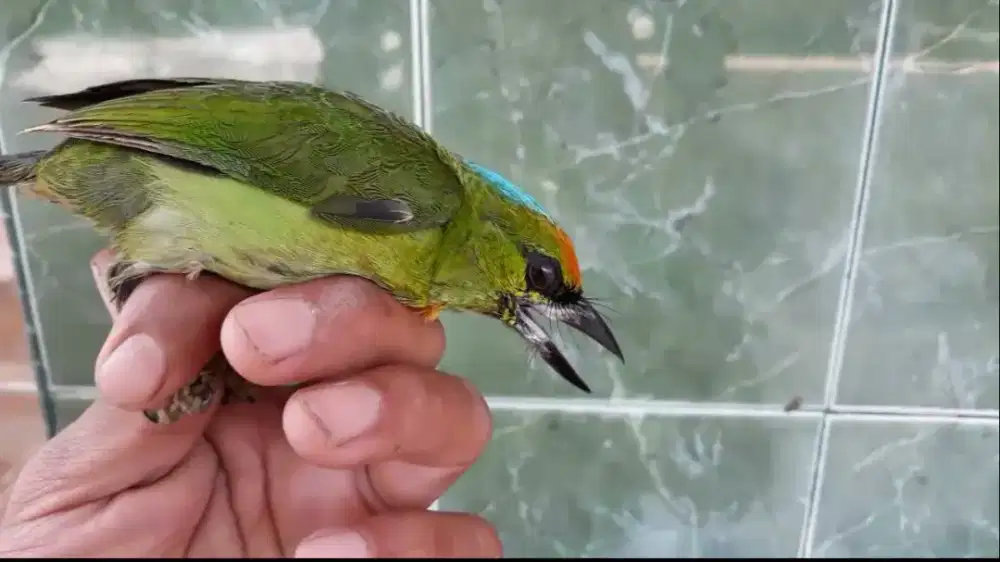 Burung kembang pur total