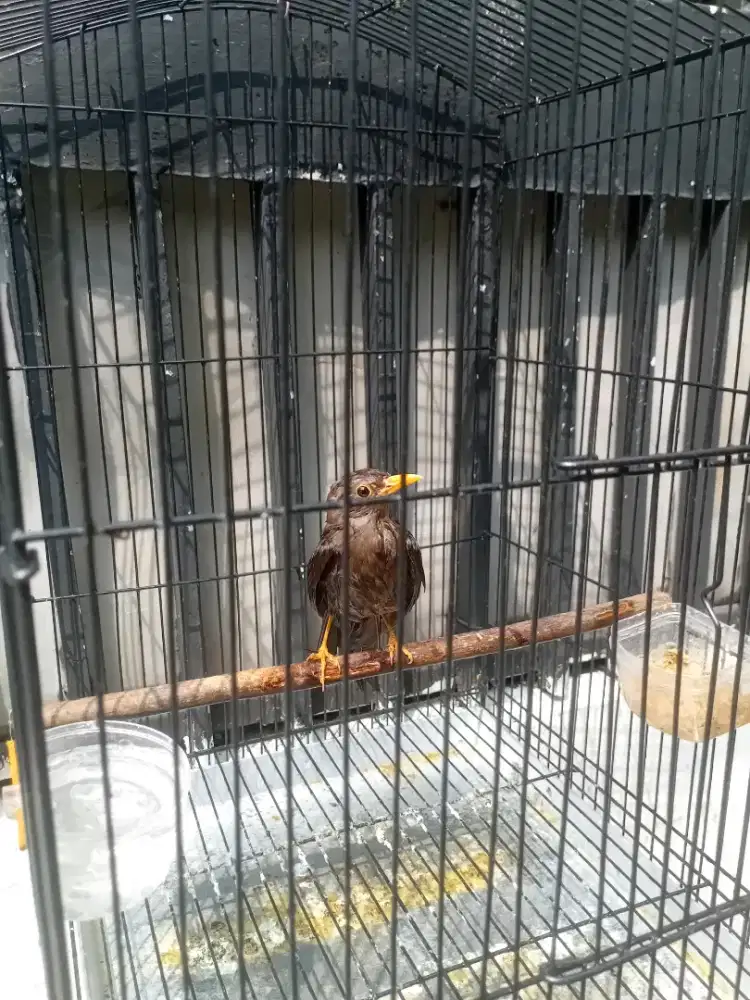 Jalak lawu jarang ada