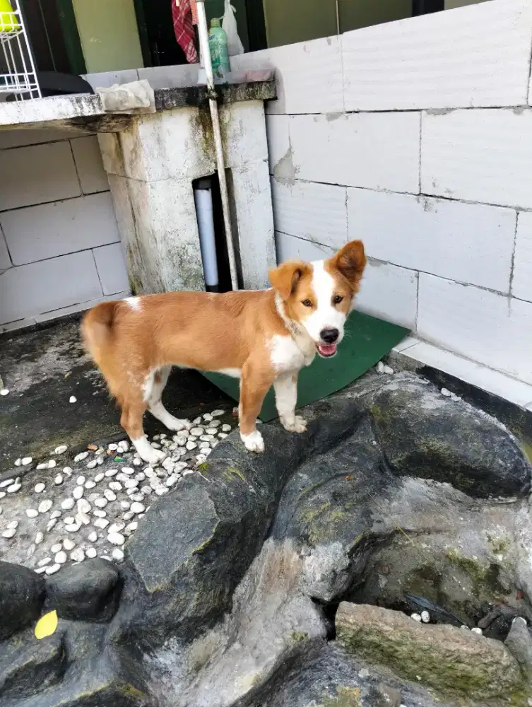 Anjing mix Chorgy & Beagle