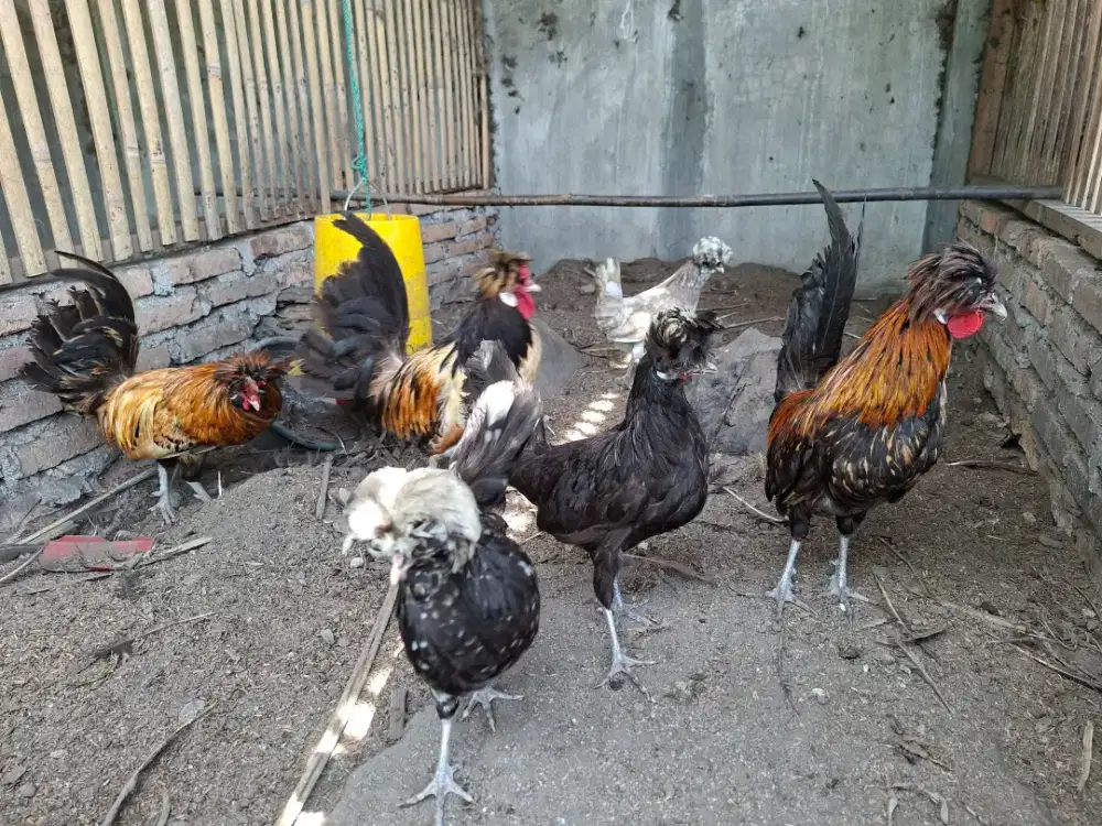 JUAL BORONGAN 3 PASANG INDUKAN AYAM POLAND