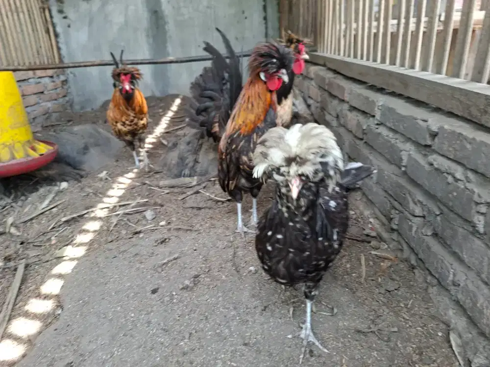 JUAL BORONGAN 2 PASANG INDUKAN AYAM POLAND