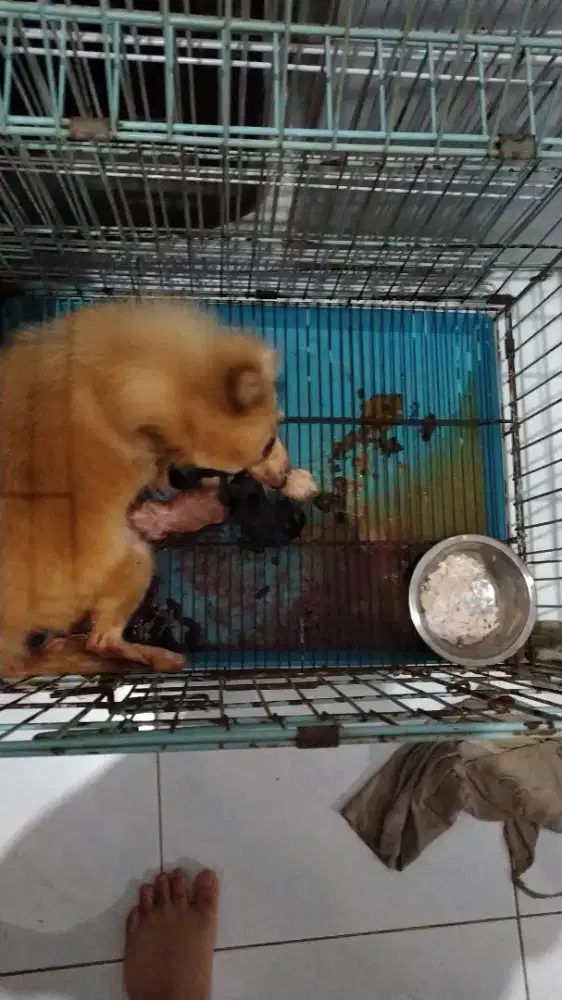 Open adopt indukan minipom