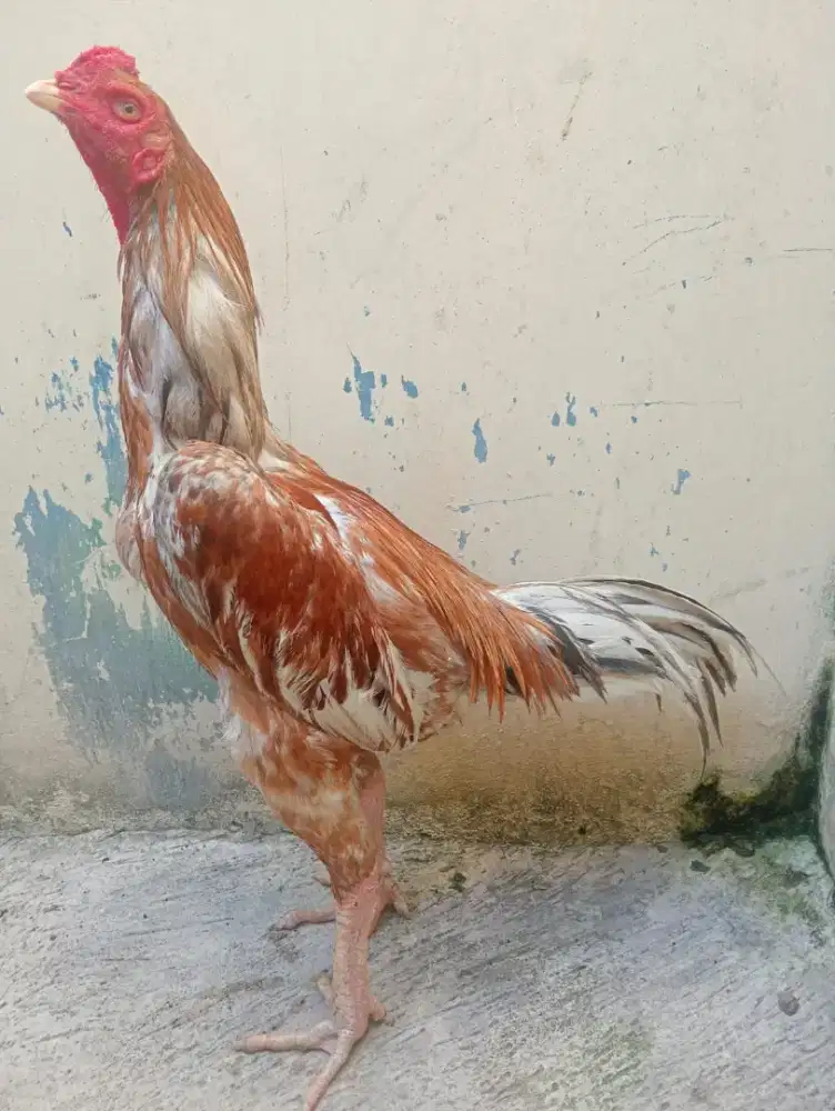 Ayam Bangkok ukuran 4,5 bahu