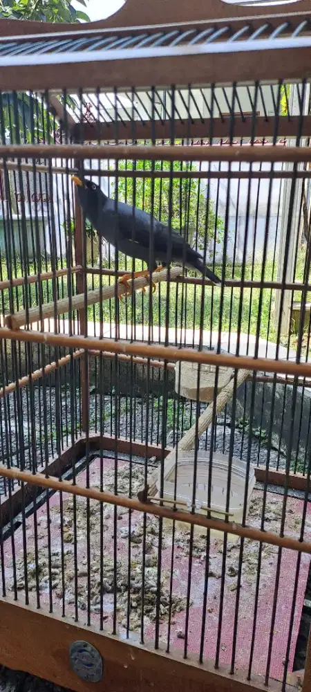 Burung jalak kebo