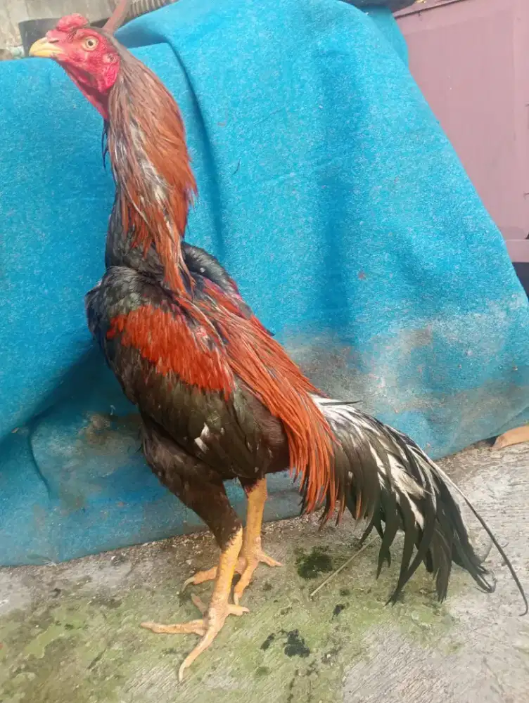 Ayam Bangkok ukuran 5,5