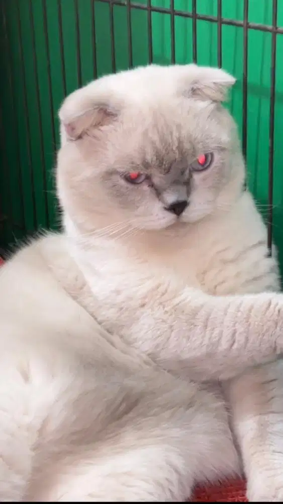 Scottish fold pejantan jdhin munchkin british exotic american non ped