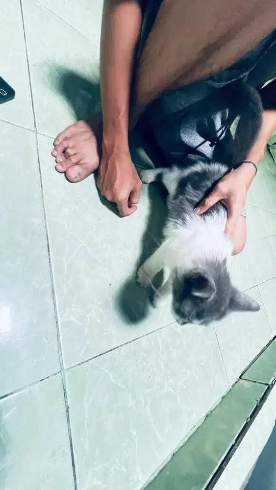 Kucing BSH LONGHAIR 5 bulan warna abu putih
