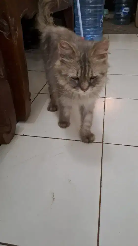 Kucing Dewasa Persia/Anggora