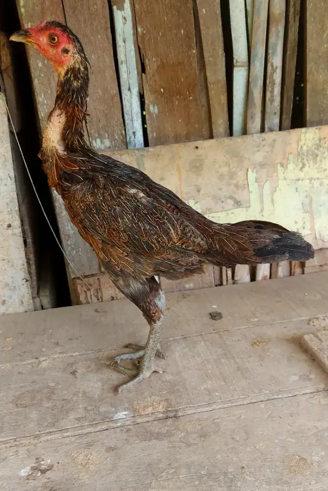 indukan pama iq kuda lari