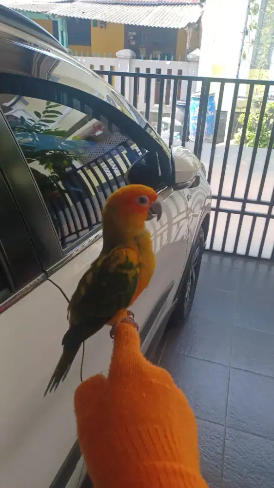 Dijual Burung Sun Conure (sc)