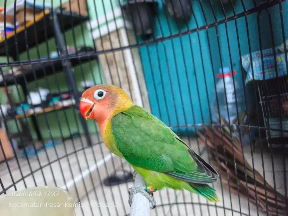 Lovebird pasjo balibu