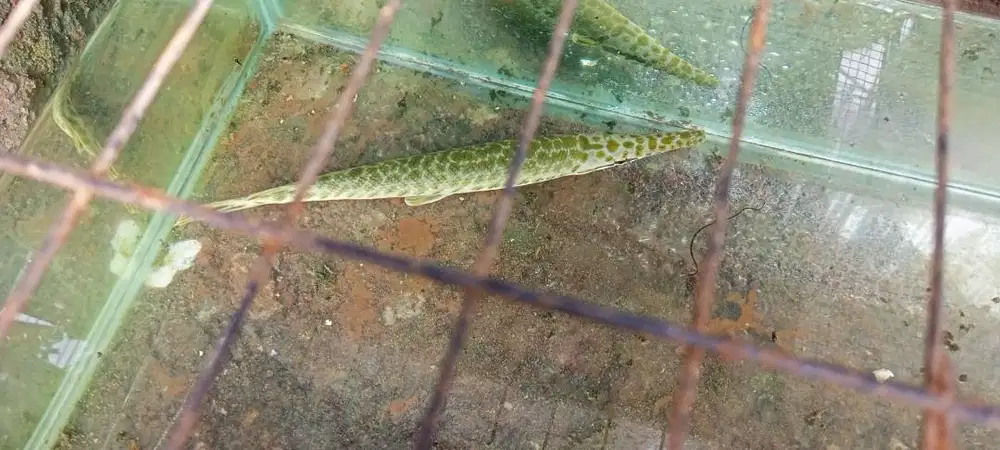 Ini ikan apa ya
