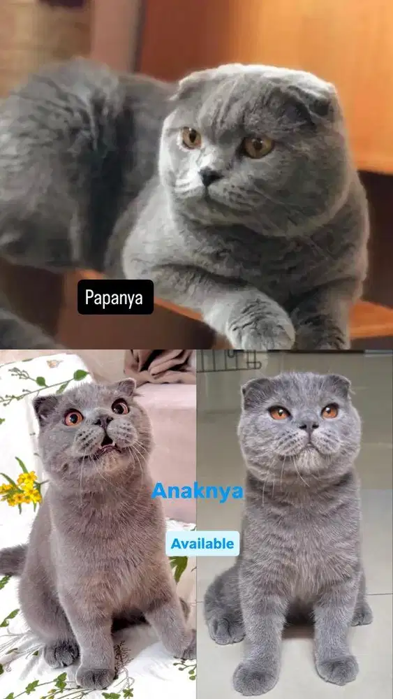 Scottish fold blue bsh fortune cat jdhin gaelic american short hair